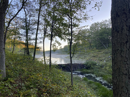 image of Jack Pine Conservation when purchased on August 11, 2017